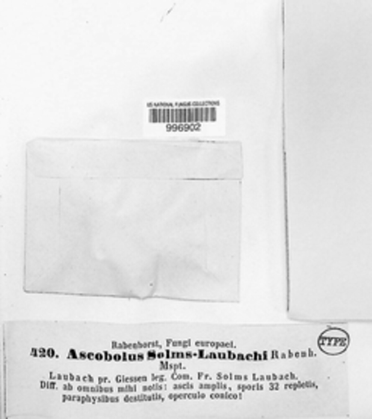Ascozonus image